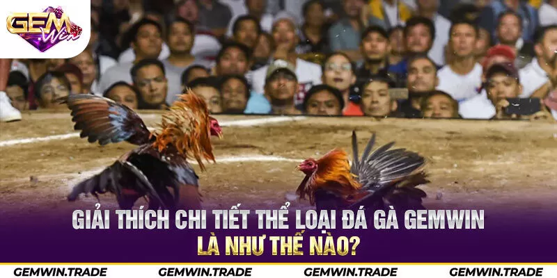Giải thích chi tiết thể loại đá gà Gemwin là như thế nào?