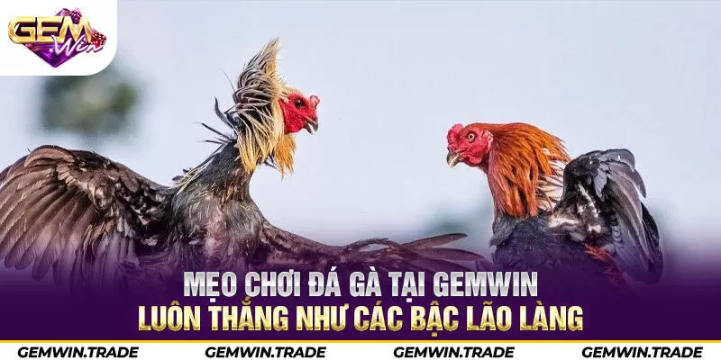 Mẹo chơi đá gà tại Gemwin luôn thắng như các bậc lão làng